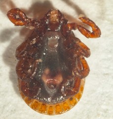 Haemaphysalis bancrofti