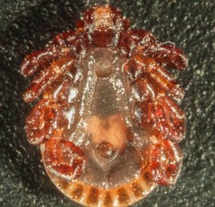 Haemaphysalis bancrofti