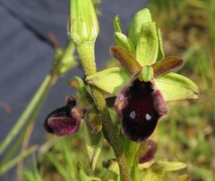 Ophrys promontorii