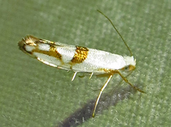 Argyresthia oreasella
