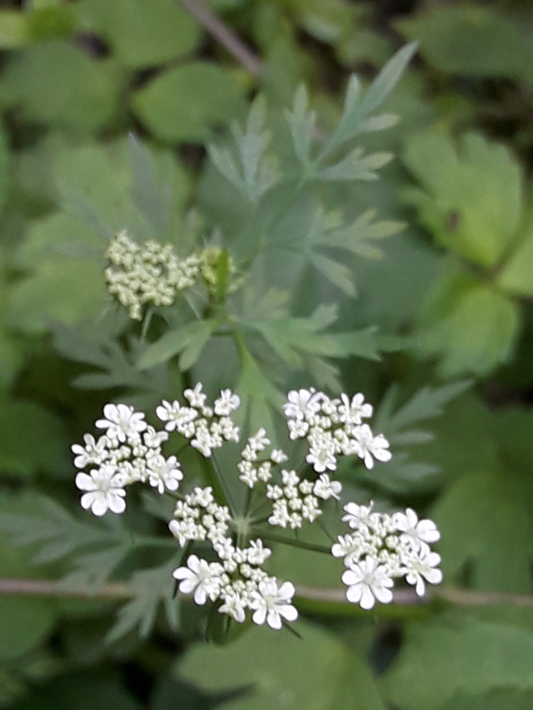 fool-s-parsley-from-wren-s-nest-dudley-dy1-uk-on-30-august-2020-at