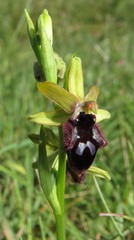 Ophrys promontorii