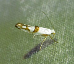 Argyresthia oreasella