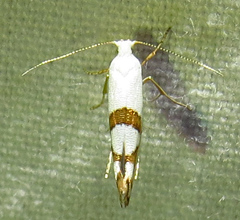 Argyresthia oreasella
