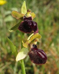 Ophrys sphegodes passionis