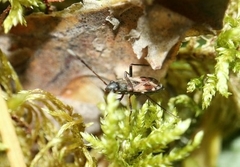 Eremocoris abietis