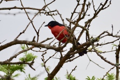 Laniarius erythrogaster