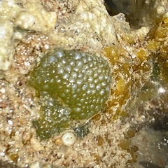 Dictyosphaeria cavernosa