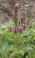 Pedicularis chamissonis