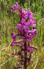 Orchis quadripunctata