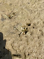 Dictyosphaeria cavernosa