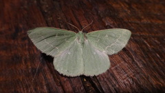 Thetidia smaragdaria