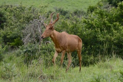 Alcelaphus buselaphus lelwel