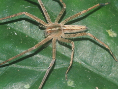 Heteropoda ocyalina