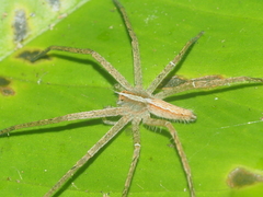Heteropoda ocyalina
