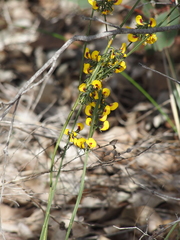 Sphaerolobium alatum