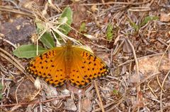 Argynnis elisa