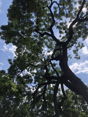 Fraxinus americana
