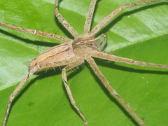 Heteropoda ocyalina