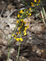Sphaerolobium alatum