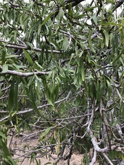 Dolichandrone alternifolia