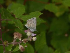 Polyommatus coridon nufrellensis