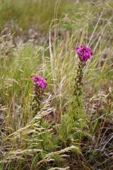 Pedicularis chamissonis