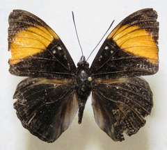 Adelpha melanthe