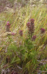 Pedicularis chamissonis