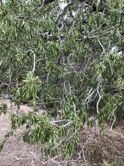 Dolichandrone alternifolia