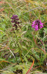 Pedicularis chamissonis