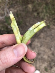 Dolichandrone alternifolia