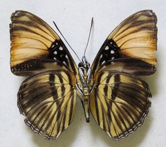 Adelpha melanthe