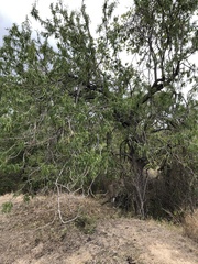 Dolichandrone alternifolia