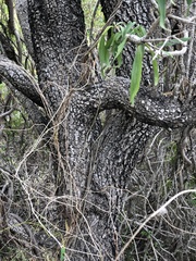 Dolichandrone alternifolia