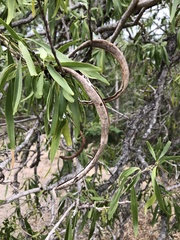 Dolichandrone alternifolia