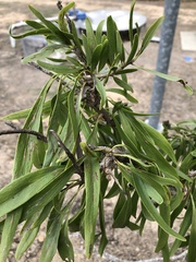 Dolichandrone alternifolia