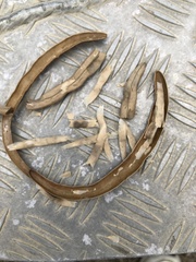 Dolichandrone alternifolia