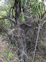 Dolichandrone alternifolia