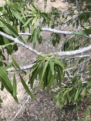 Dolichandrone alternifolia