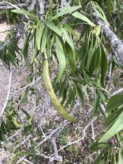 Dolichandrone alternifolia