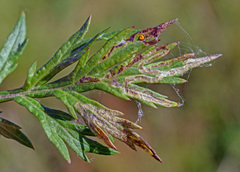 Liriomyza demeijerei