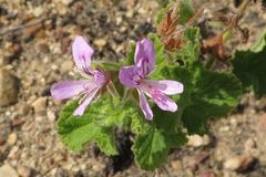 Pelargonium vitifolium