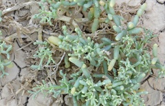 Zygophyllum