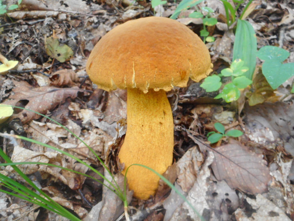 Rugiboletus extremiorientalis · August 2020 · photo: © epopov (iNaturalist, cc-by)