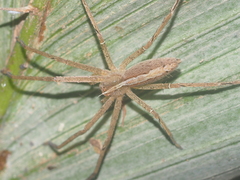 Heteropoda ocyalina