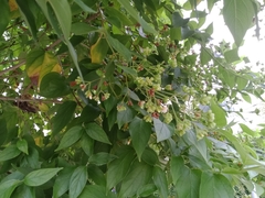 Nyctanthes arbor-tristis