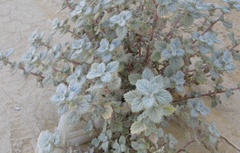Forsskaolea
