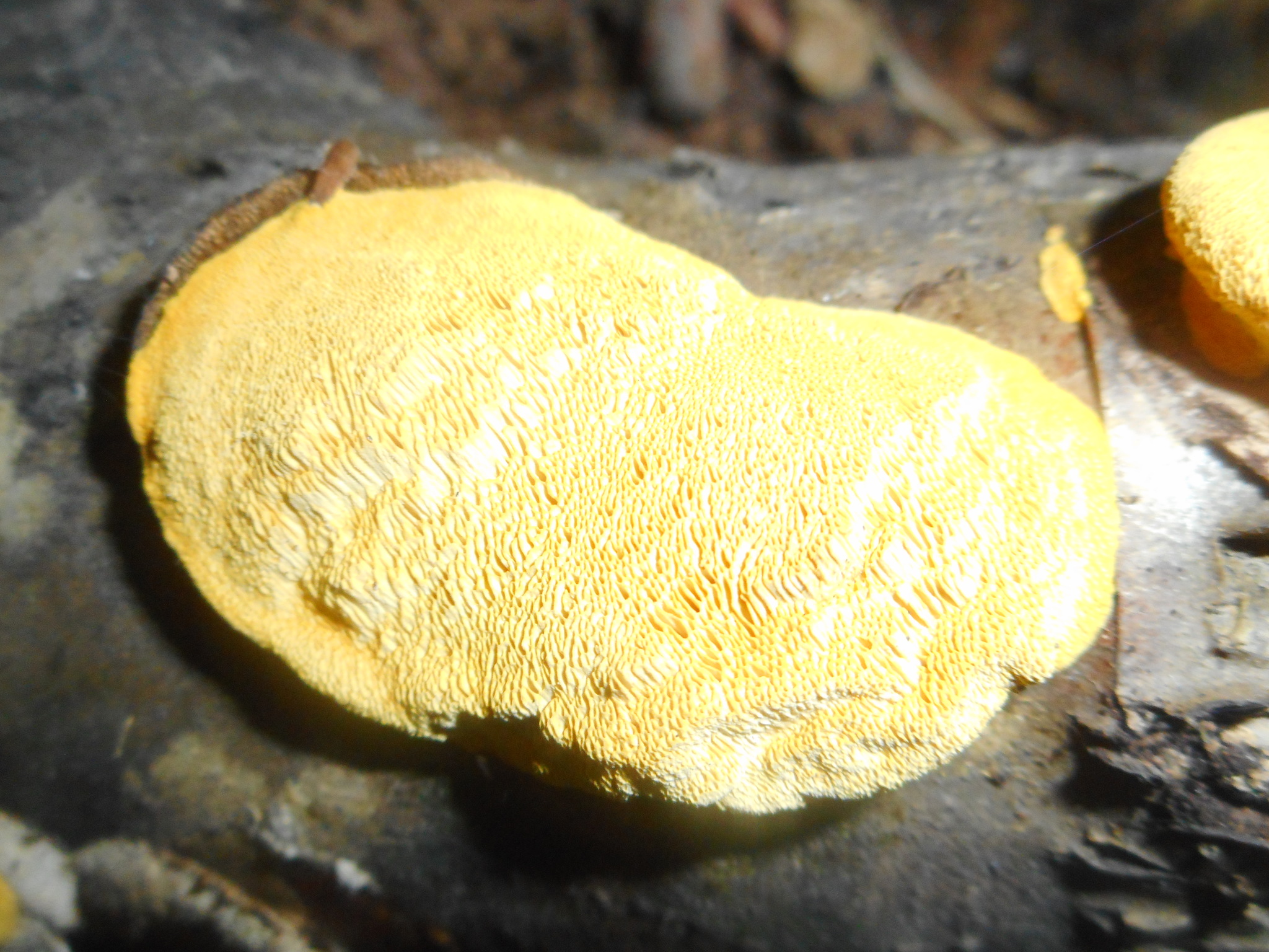 Perenniporia tenuis (Schwein.) Ryvarden