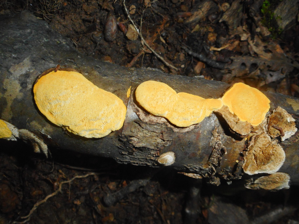 Perenniporia tenuis · August 2020 · photo: © epopov (iNaturalist, cc-by)